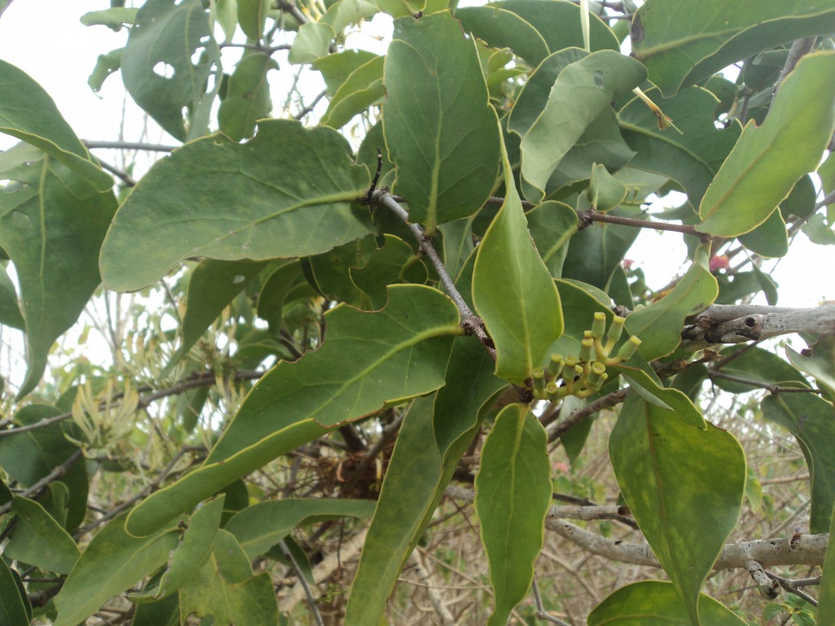 Dendrophthoe falcata (L.f.) Ettingsh.